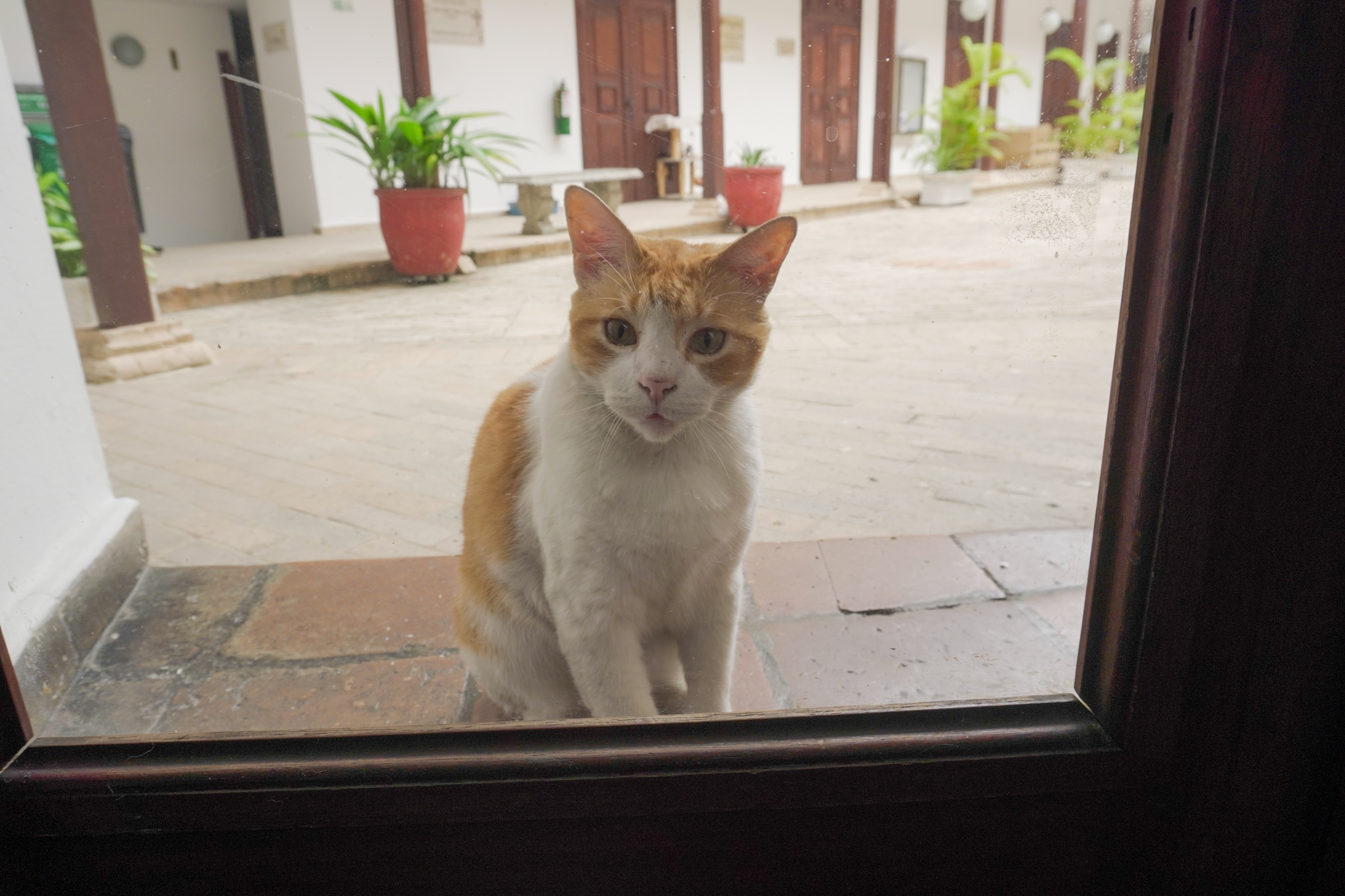 El gato de Casa Proartes